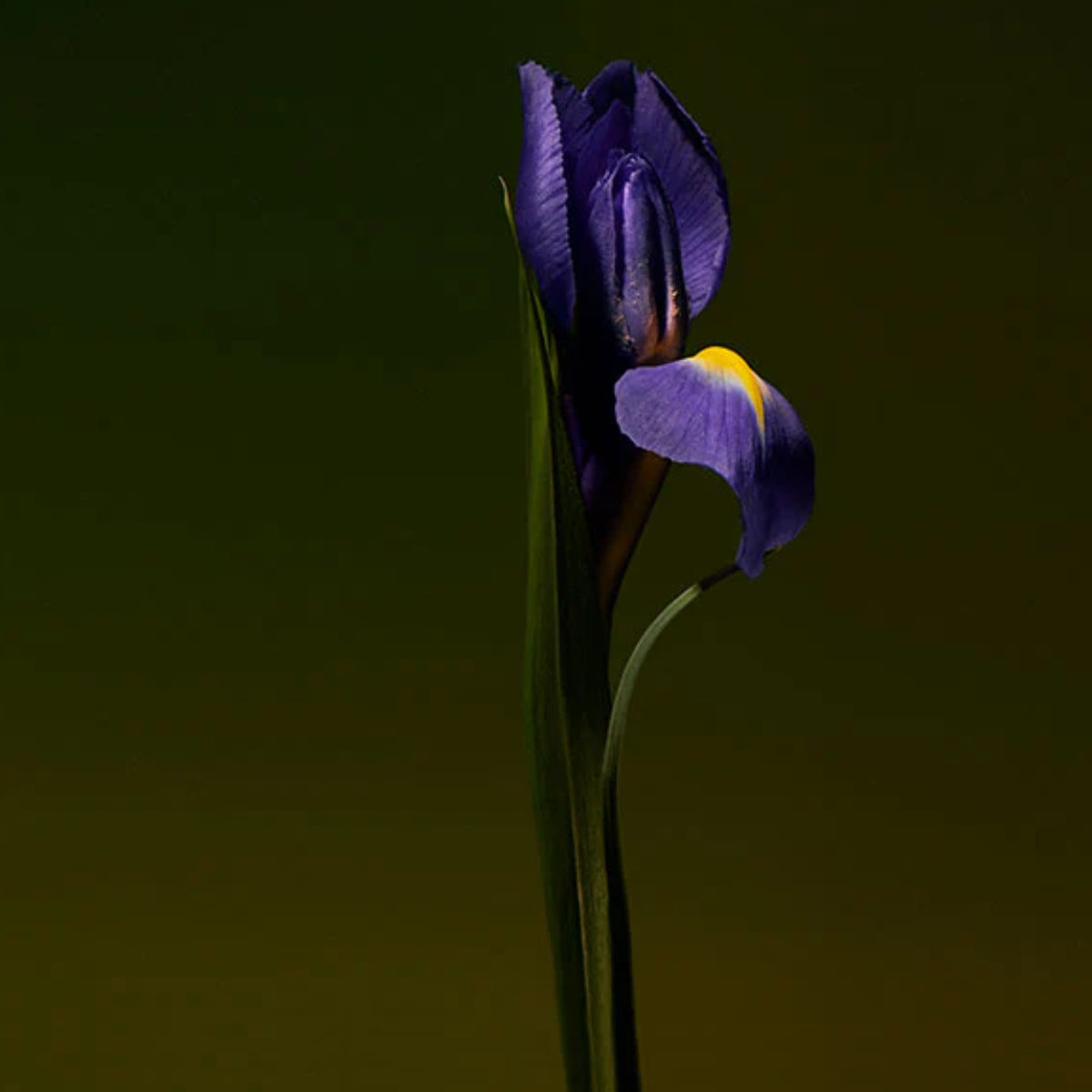 Olfactive Studio - Collection Sepia - Iris Shot zeigt eine elegante lila Irisblüte vor dunklem, minimalistischem Hintergrund