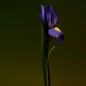 Olfactive Studio - Collection Sepia - Iris Shot zeigt eine elegante lila Irisblüte vor dunklem, minimalistischem Hintergrund