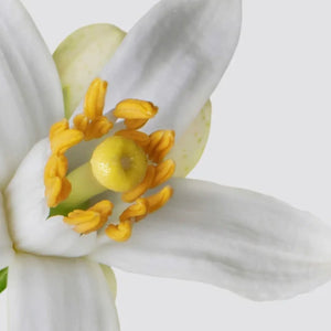 Matière Première - Neroli Oranger - Hand & Body Wash mit intensivem Orangenblüten-Duft und pflegendem Schaum für zarte Haut