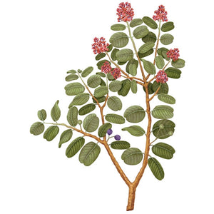 Carrière Frères - Sandalwood - Santalum Album - botanische Illustration eines blühenden Sandelholzzweigs mit Blättern und Blüten