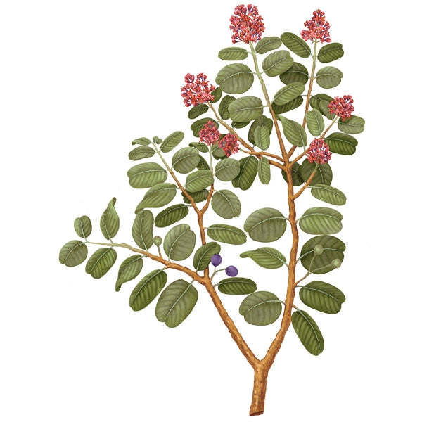 Carrière Frères - Sandalwood - Santalum Album - botanische Illustration eines blühenden Sandelholzzweigs mit Blättern und Blüten